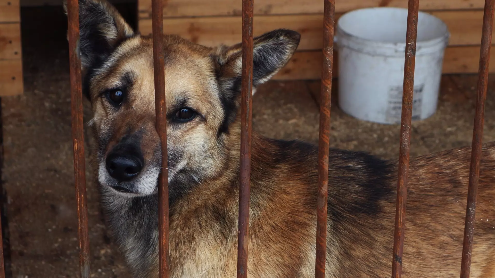 Стало известно, как будут бороться с бездомными животными на Ставрополье