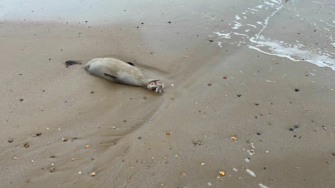 Фонд "Компас" совместно с учеными ДГУ ищет причину гибели тюленей на Каспии