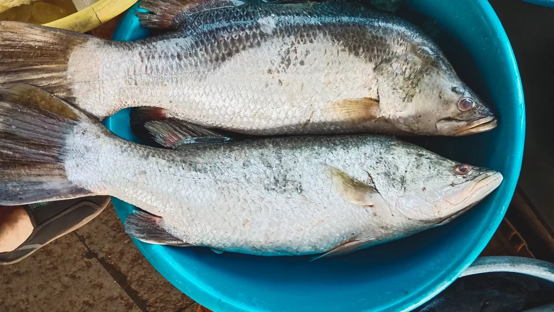 Как правильно хранить рыбу дома