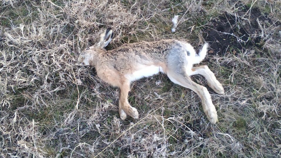 Убивший животных на Ставрополье яд находится в свободном доступе в Интернете