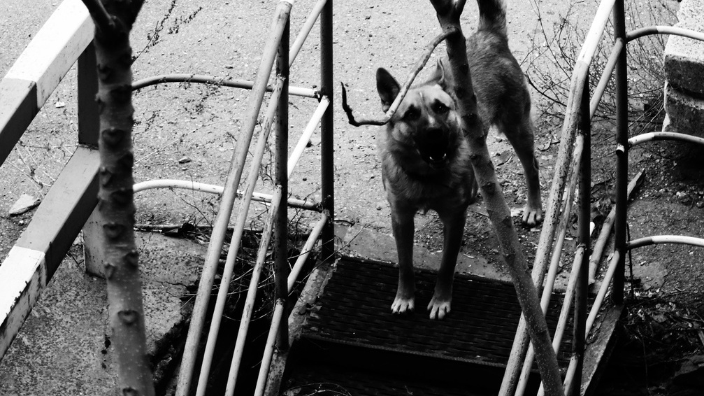 Стая бродячих собак терроризирует жителей 204-го квартала Ставрополя