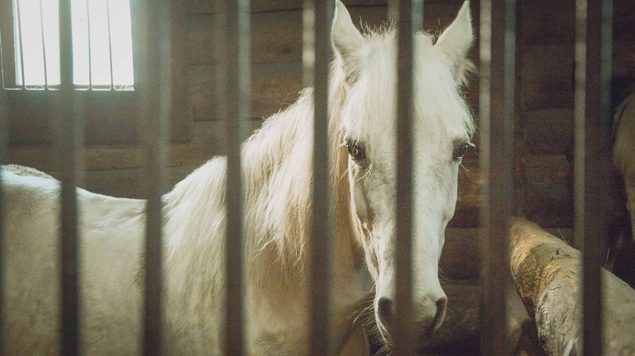 Лошади в заложниках: в Ставрополе произошел конфликт между конным клубом и парком