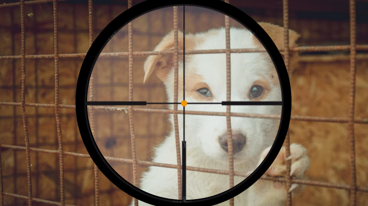 Люди как звери: кто заказал массовые убийства собак на Ставрополье