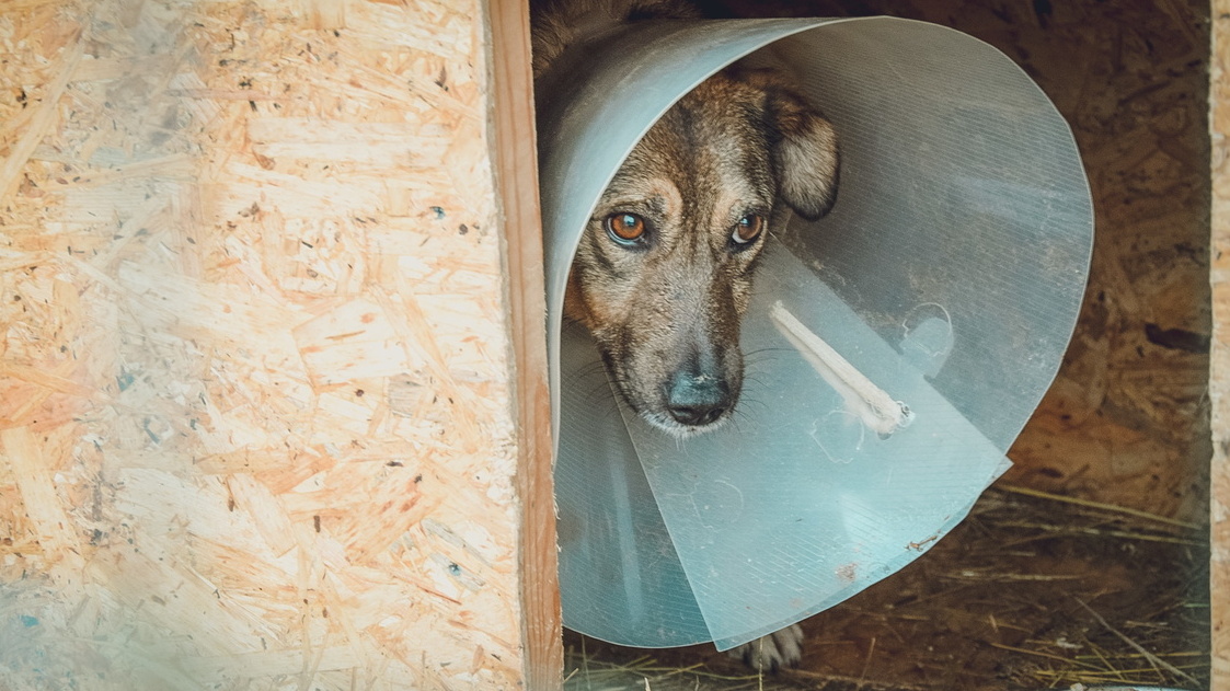 Искали виноватых: в Ставрополе обсудили проблему бездомных собак