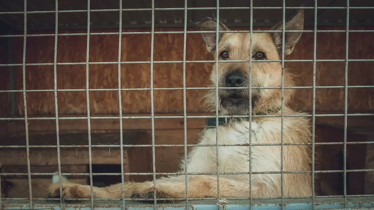 «Расстрелять и все»: жители о бродячих собаках захвативших центр Кисловодска