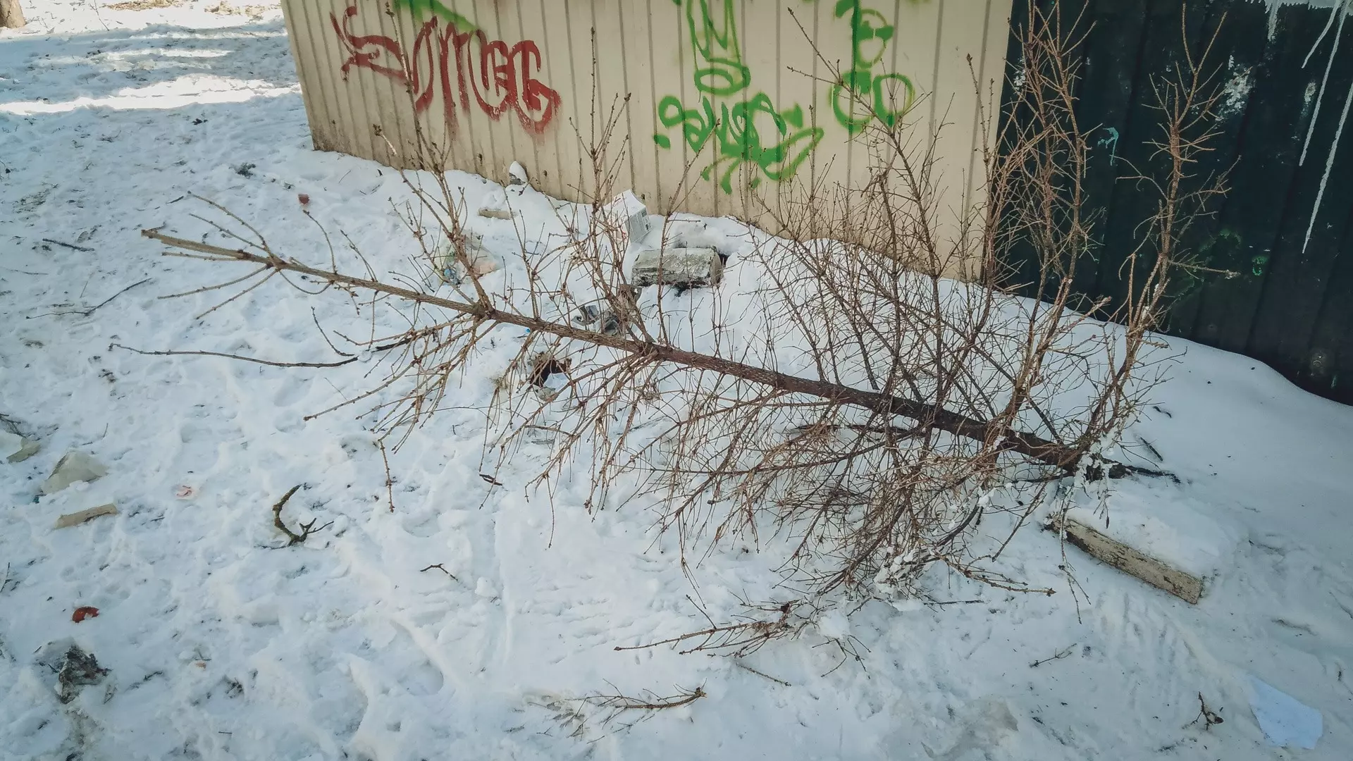 Стало известно, куда можно выбросить елку на Ставрополье