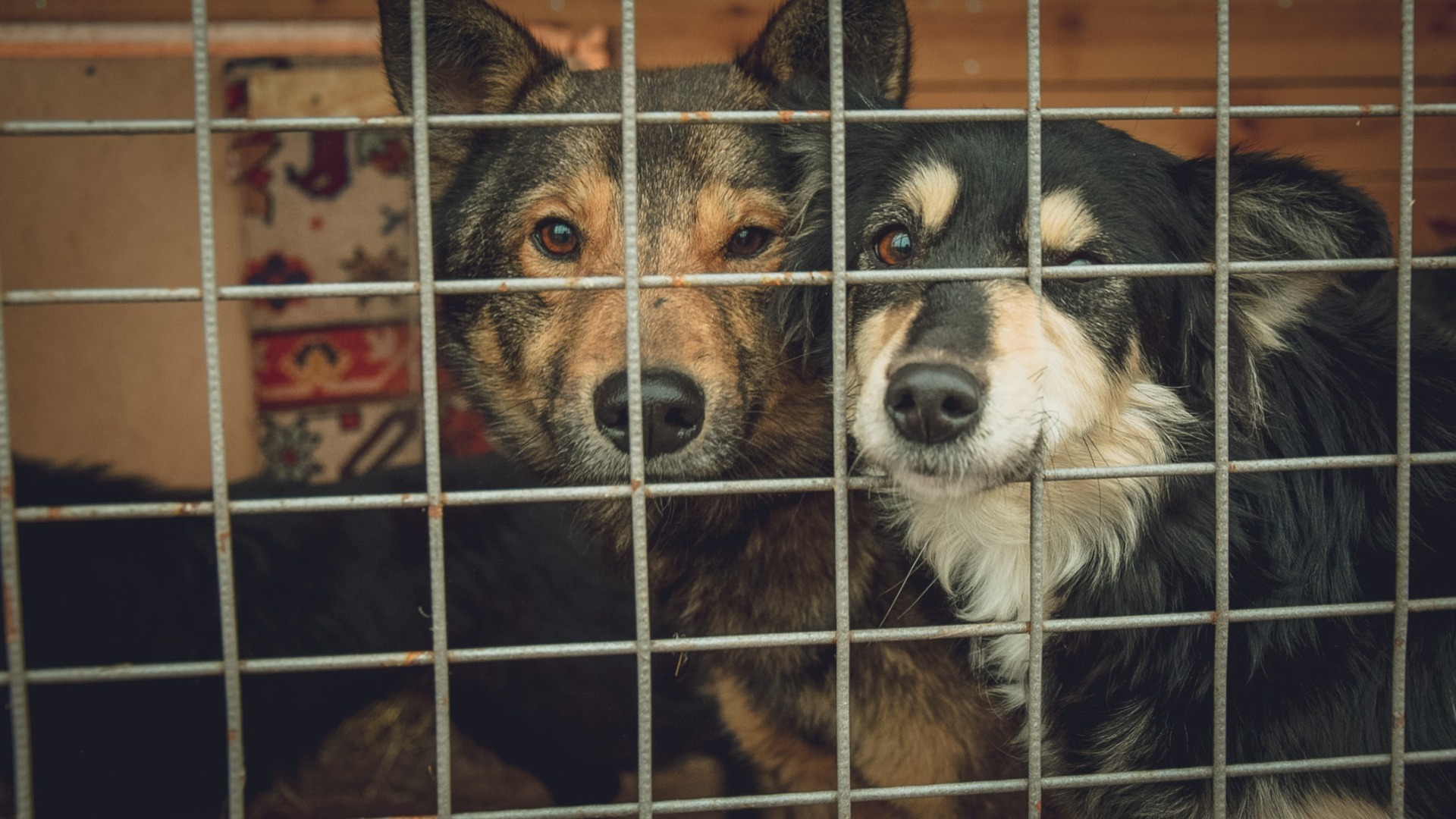 Эвтаназия и кастрация: как на Ставрополье планируют бороться с бездомными животными