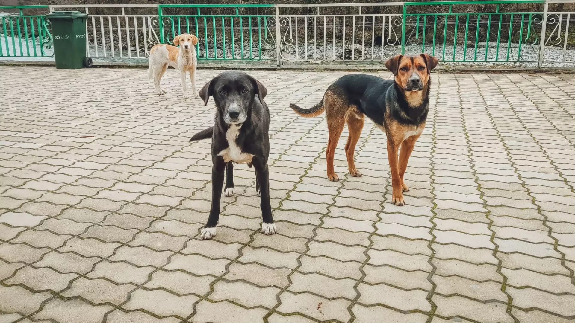 Власти Шпаковского округа заявили, что денег на борьбу с бродячими собаками хватает