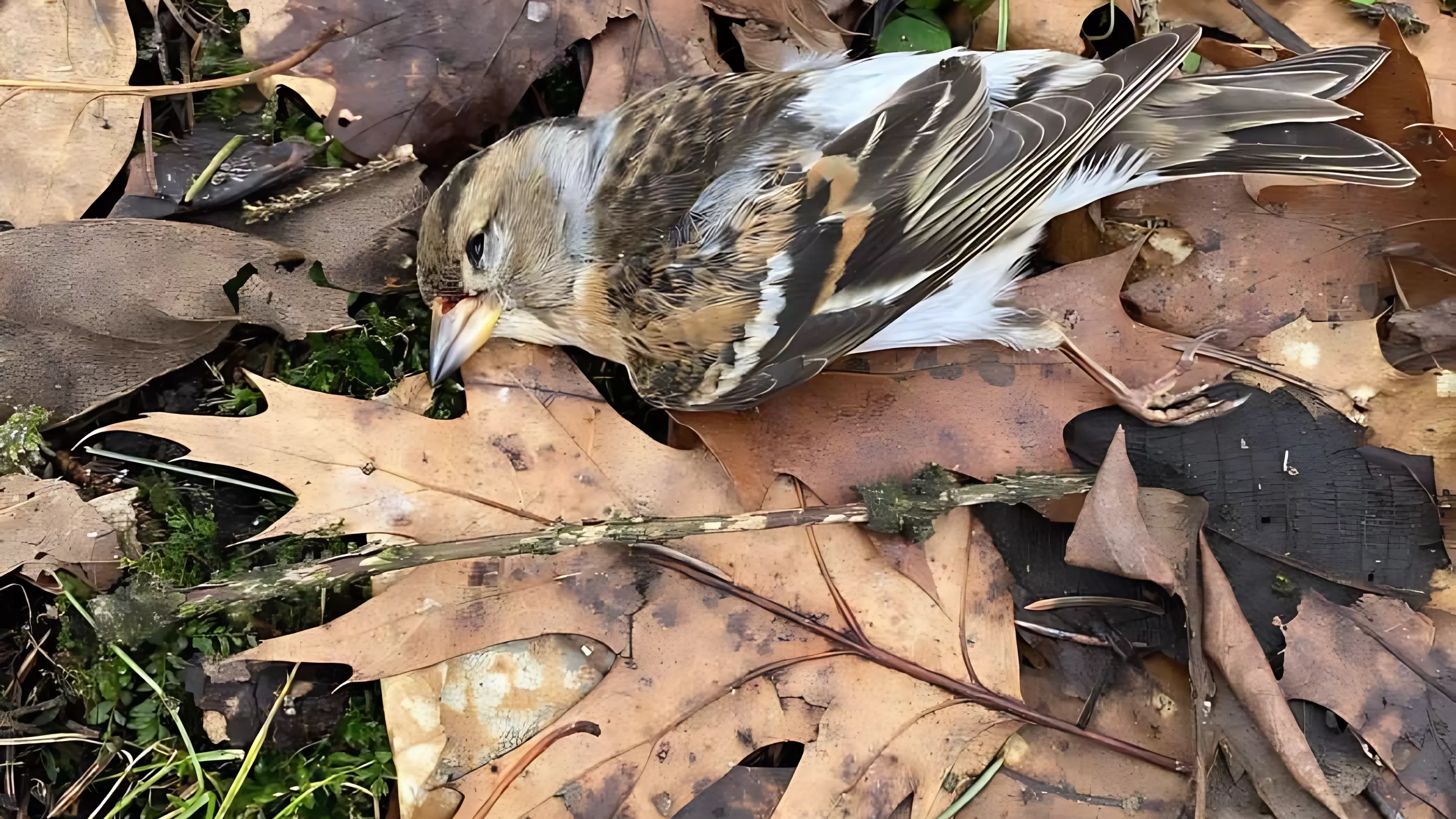 Массовую гибель птиц зафиксировали во Владикавказе