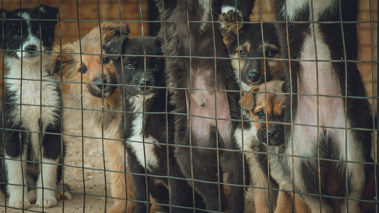 В Ставрополе зоозащитники ищут хозяев голодающим животным из приюта