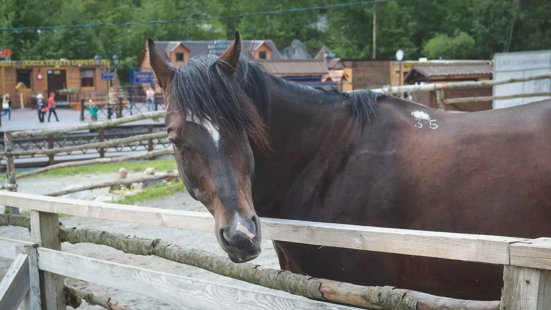 Лошадей могут забрать у конезавода после крупного скандала на Ставрополье