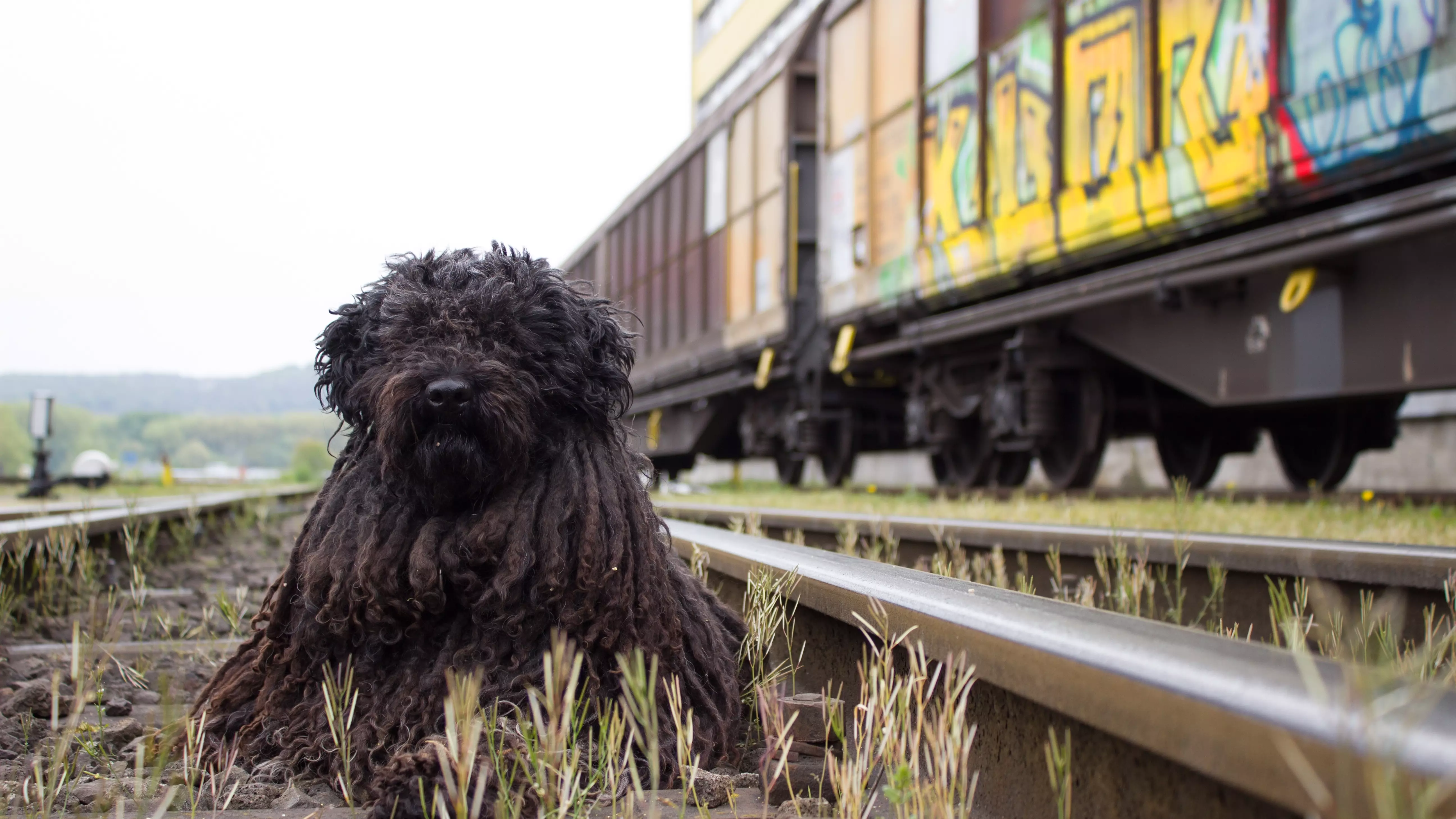 Живодеры или поезд: волонтеры не верят в несчастный случай с щенками в Пятигорске