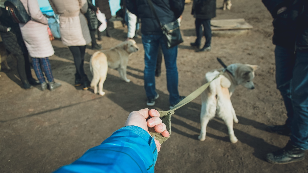 Адреса площадок для выгула собак в Ставрополе