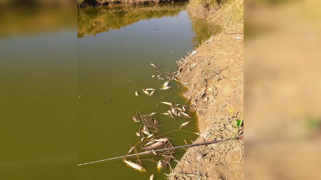 В грязи, остающейся на месте отступающей воды, стали находить сотни и тысячи мертвых рыб.