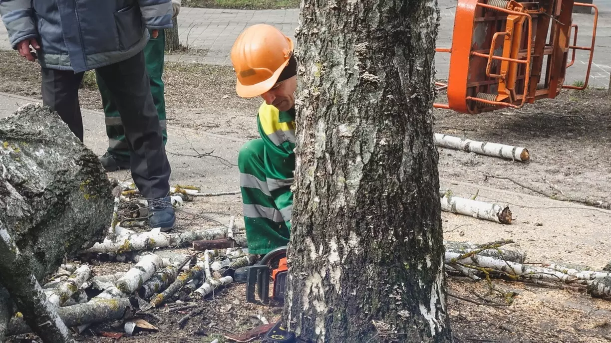 Из-за вырубки деревьев в Дубовой Роще Ставрополя возбудят уголовное дело
