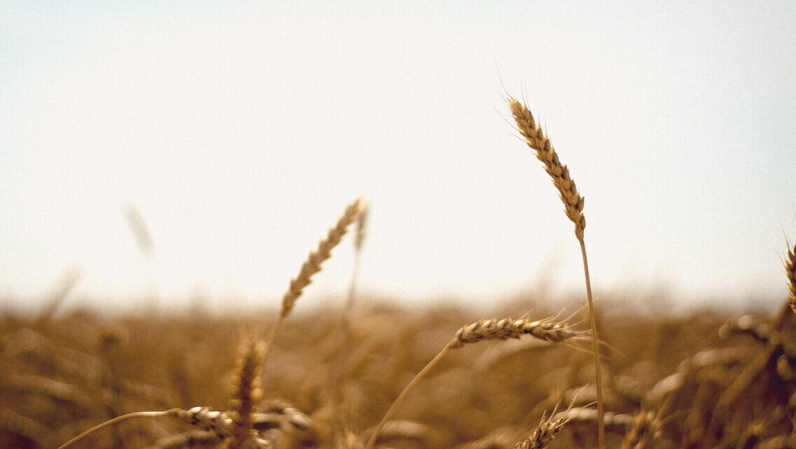 Слезть с импортной иглы: ставропольским аграриям запретят импорт семян
