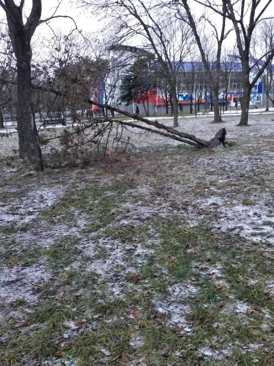 Кружат деревья ветряные потоки и в Ставрополе. С ночи диспетчерам поступило 18 заявок о падении веток.