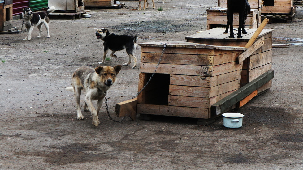 Представляющаяся сотрудником прокуратуры женщина опекает агрессивных собак Ставрополя