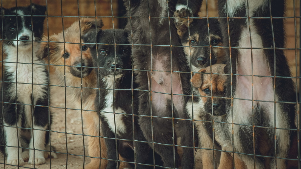 В Ставрополе на приют для животных подали заявление в полицию за отказ отдать собаку