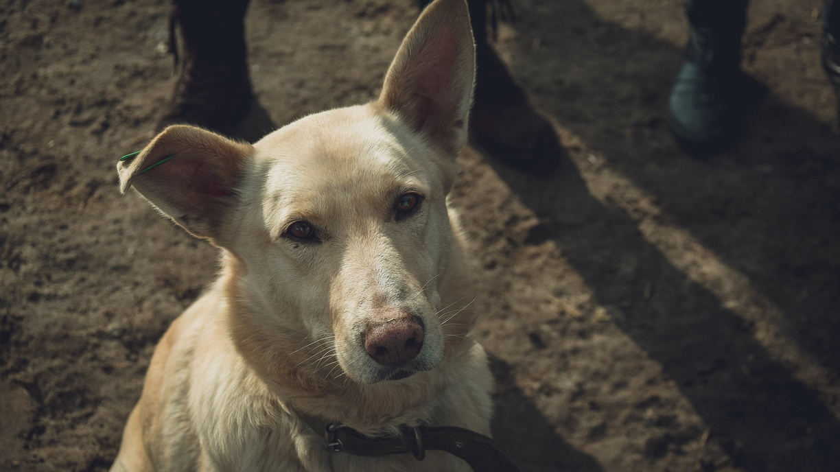 Уличные алабаи: почему на Ставрополье стали выбрасывать породистых собак