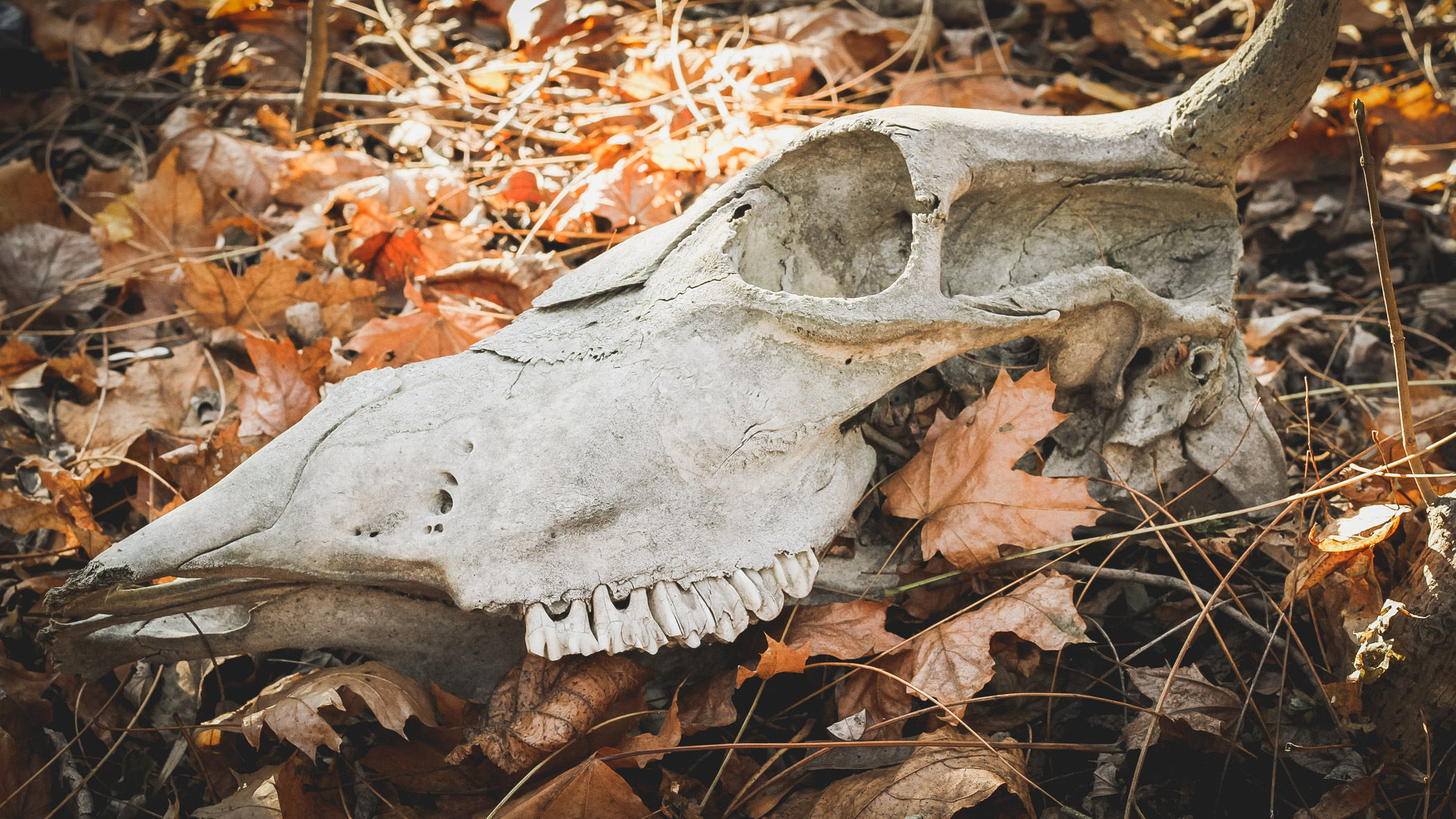 Неизвестные устраивают свалки протухших костей в Ставрополе