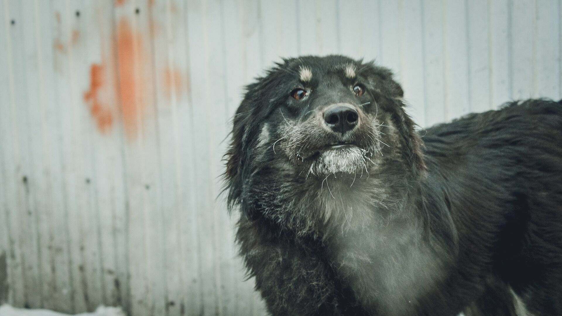 Усыпление собак и ремонт дома пенсионерки — новости дня на Ставрополье