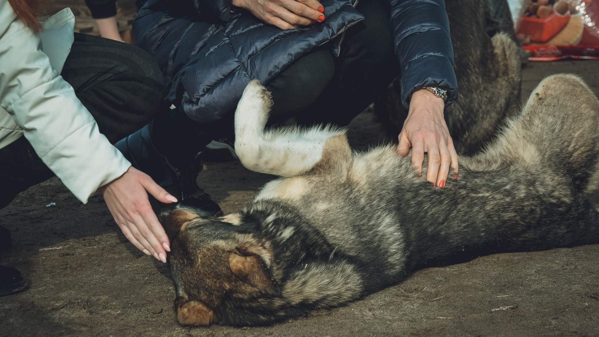 Власти Ипатовского округа обязали выплатить 30 тысяч покусанным собаками детям