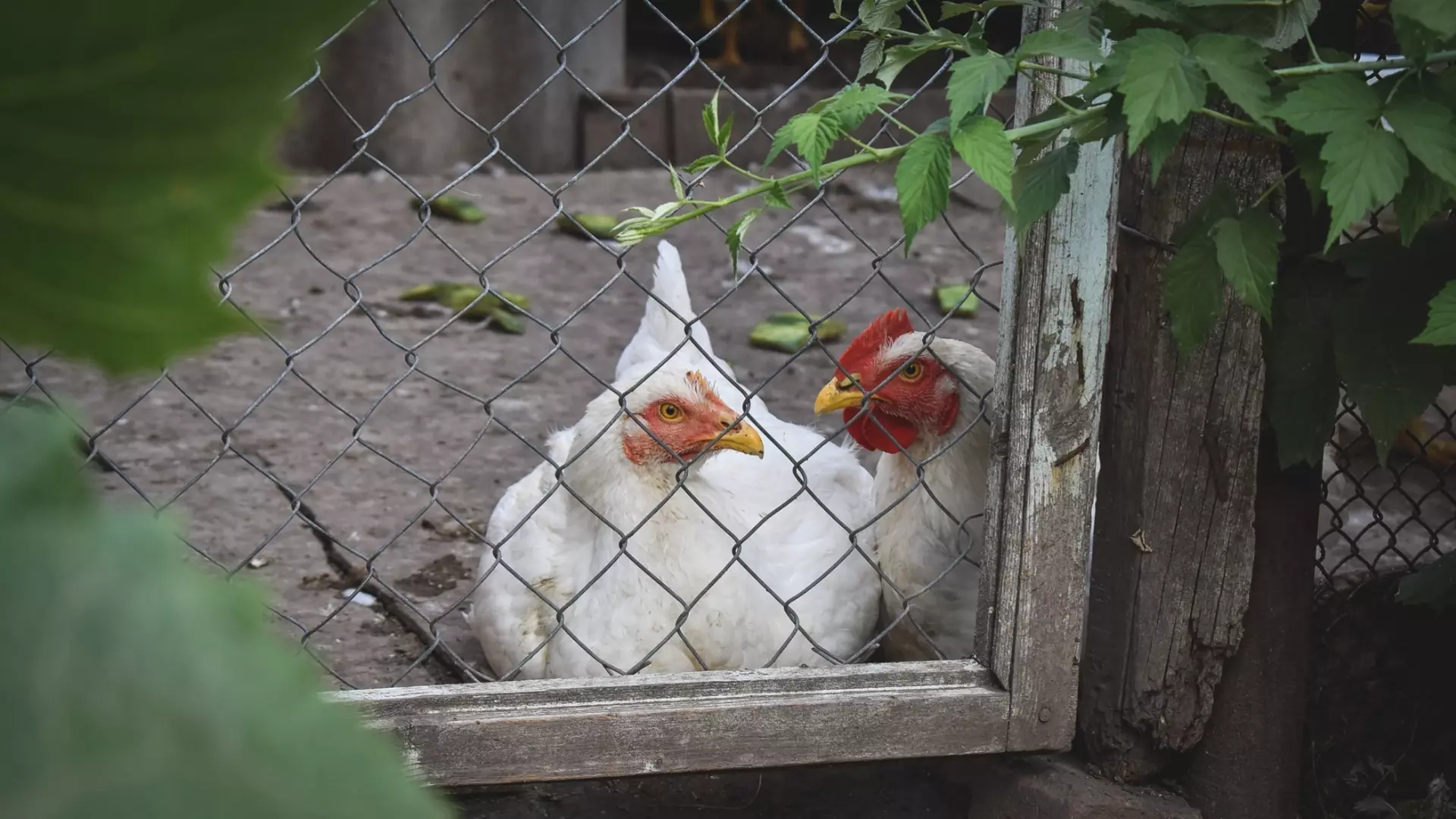 Глава АКОРТ заявил о долговременном росте цен на куриные яйца