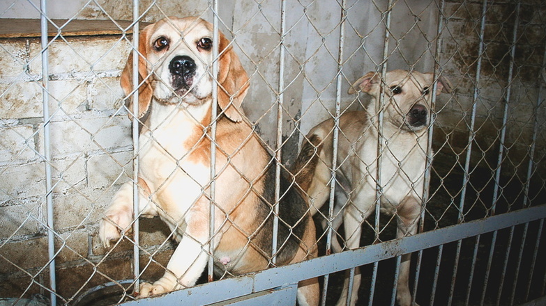 В Нальчике не начали строить приют для животных в обход требований прокуратуры