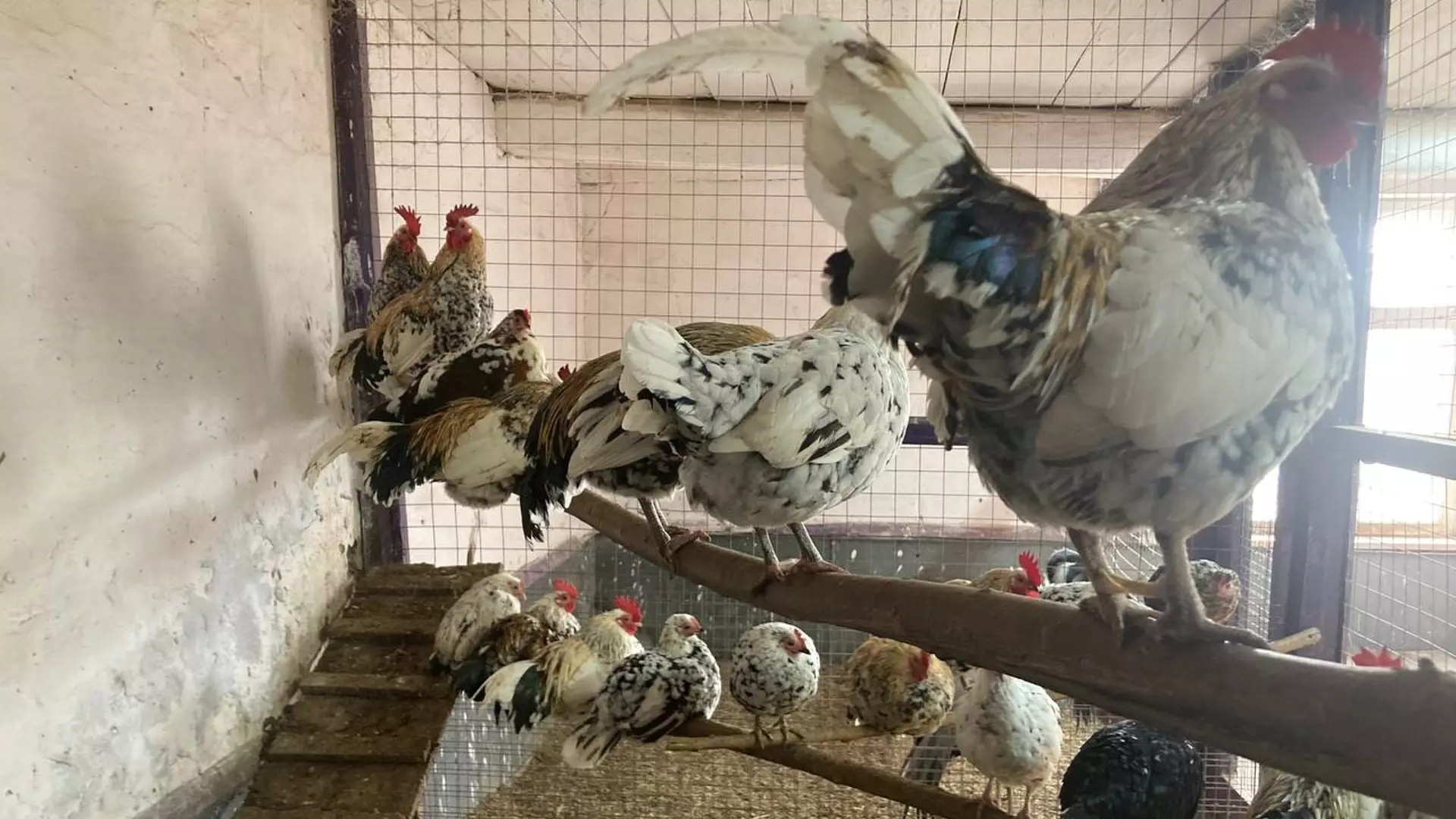 Жители Ставрополья пожаловались властям на высокие цены на мясо курицы
