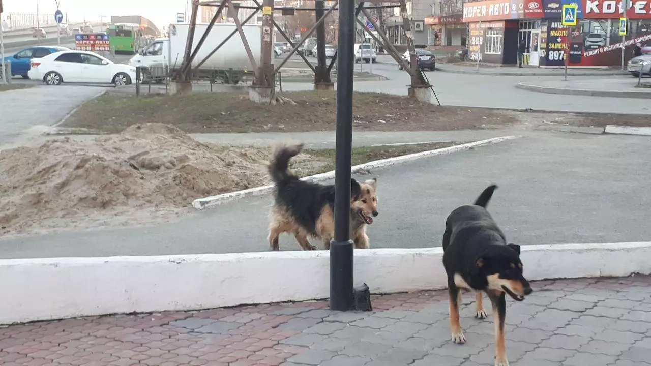 Власти Лермонтова не могут найти подрядчиков для отлова собак
