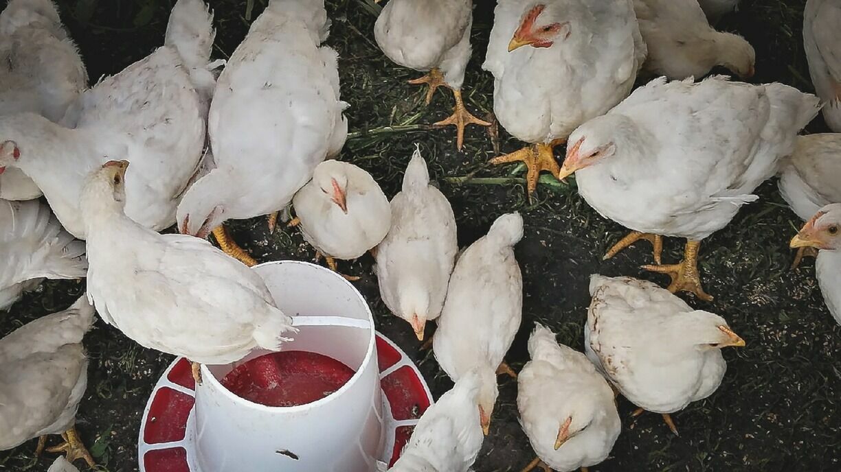В Ставрополе нашли очаг высокопатогенного гриппа птиц