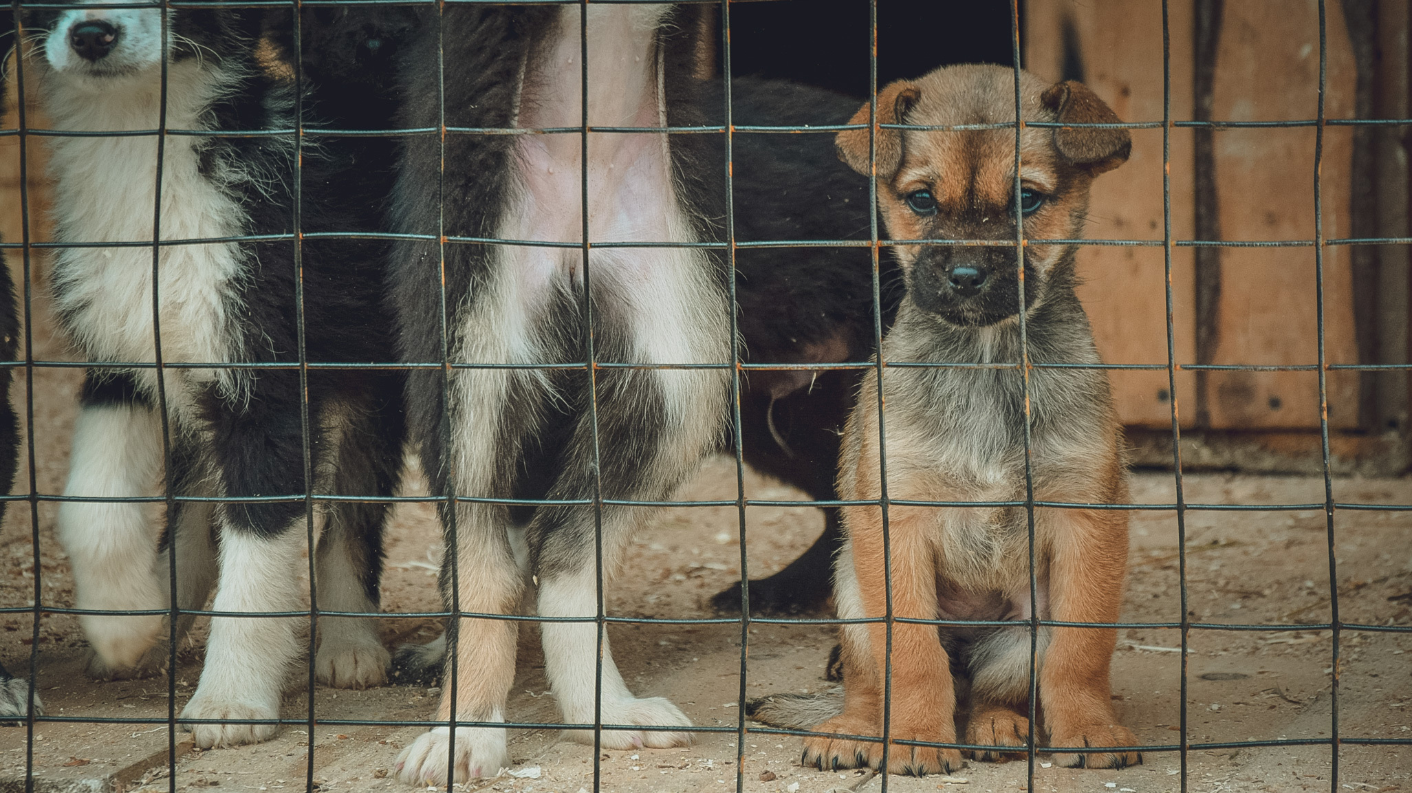 На управление ветеринарии подали в суд из-за бездомных собак на улицах Черкесска
