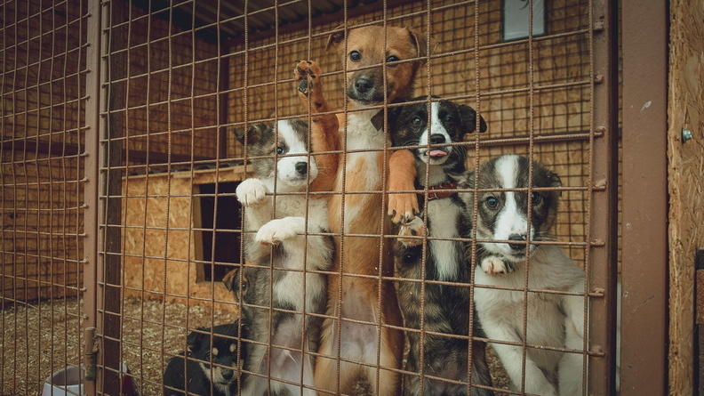 Способы спасения ставропольцев от агрессивных собак назвали эксперты