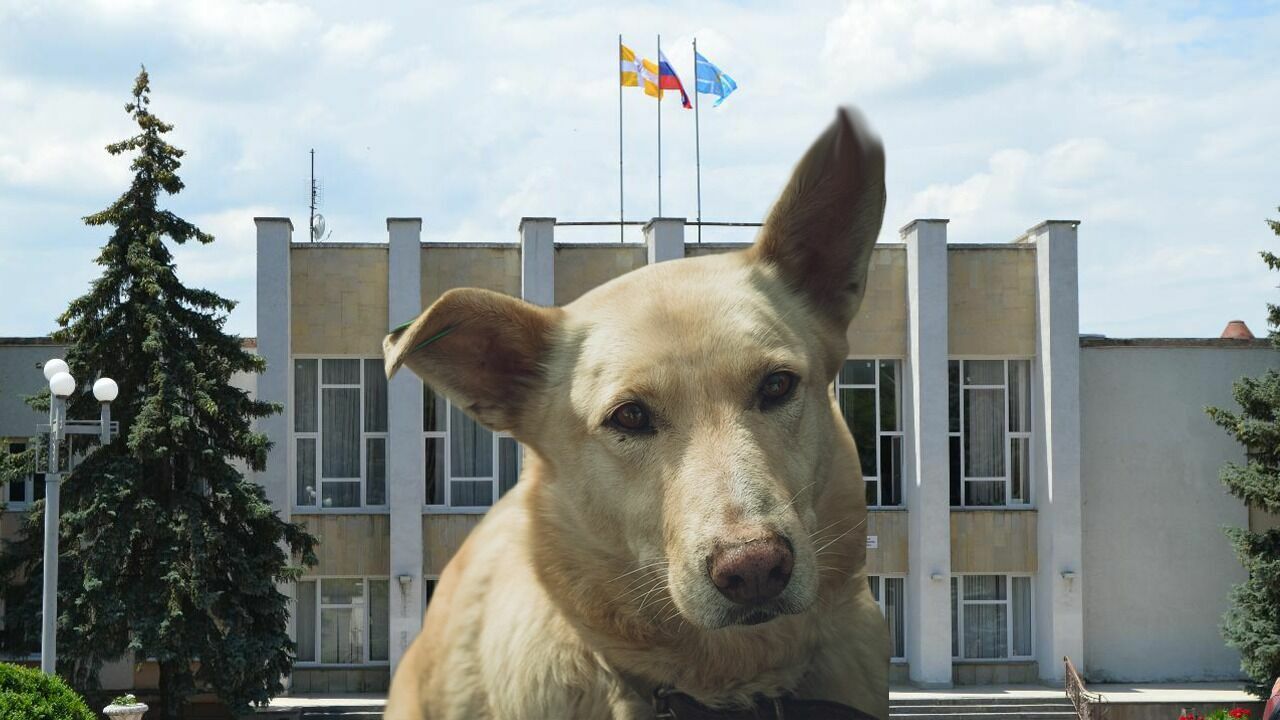 Безответный собачий вопрос: как мэрия Лермонтова не может ответить за псов в суде