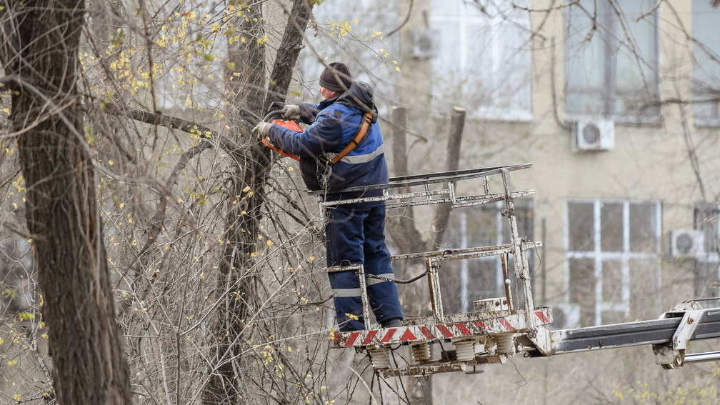 В Ставрополе могут снести 50 акаций на улице Чапаева