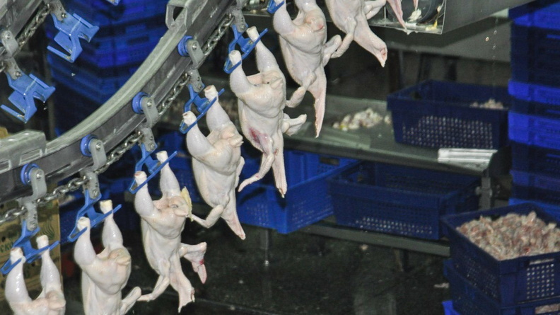Компанию «Байсад» на Ставрополье оштрафовали за антибиотики в курином филе