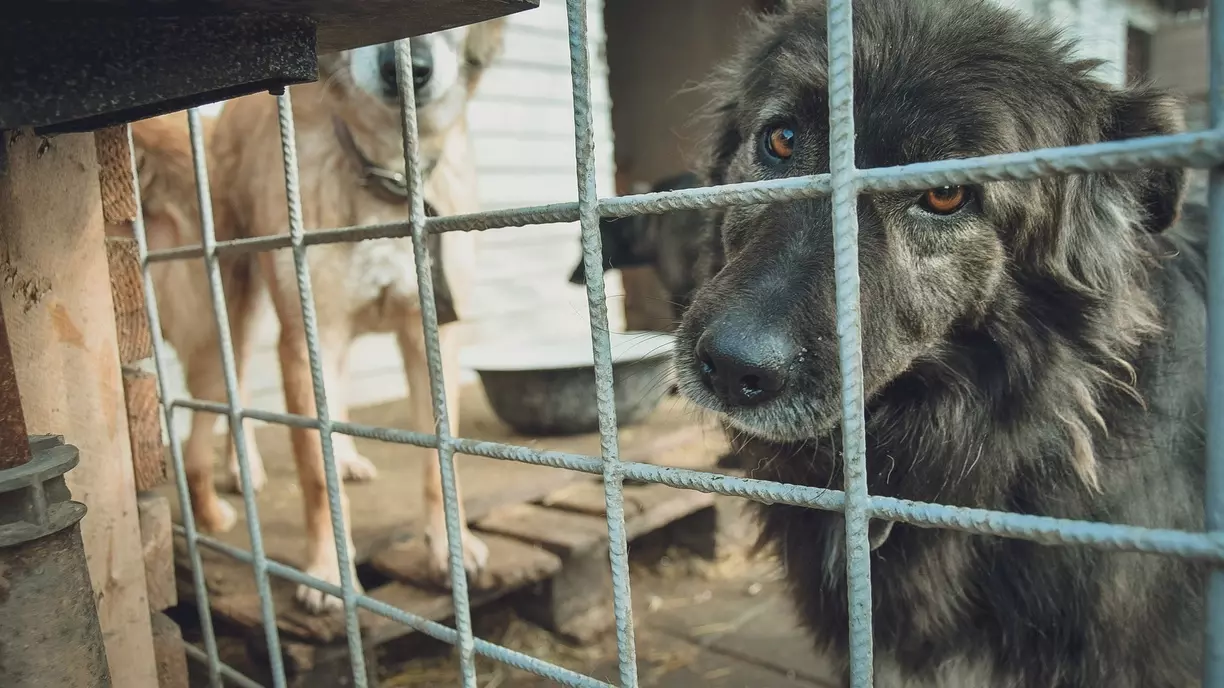 Суд обязал властей на Ставрополье отстроить собачий приют
