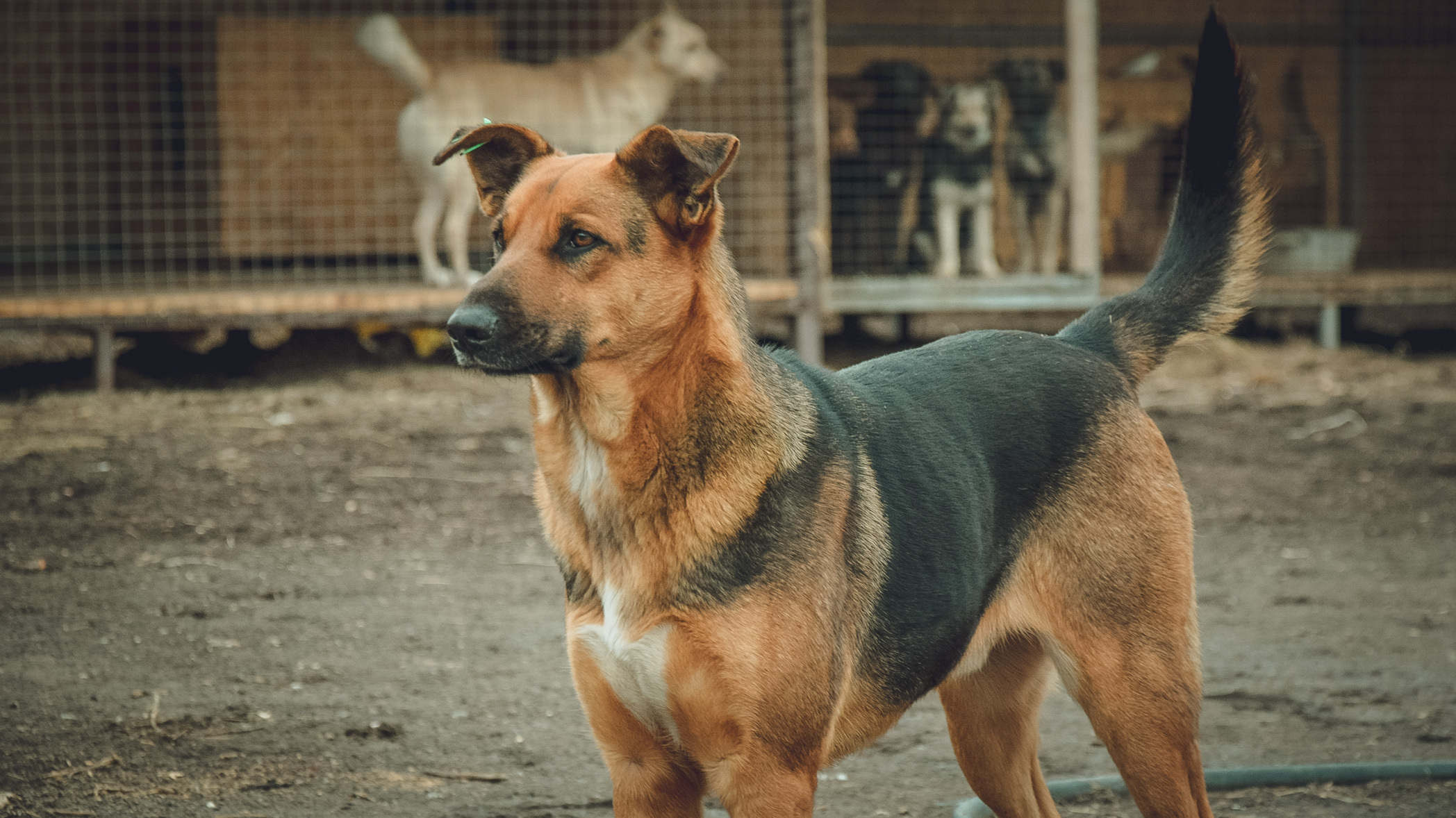 Бесконтрольных заводчиков обвинили в разведении агрессивных собак на Ставрополье