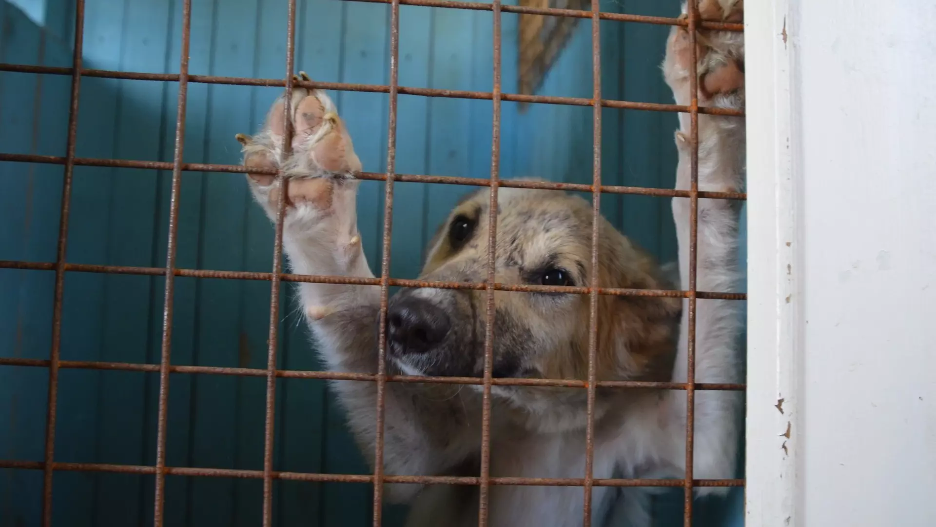 Приюты для бездомных собак заработают на Ставрополье 1 июня