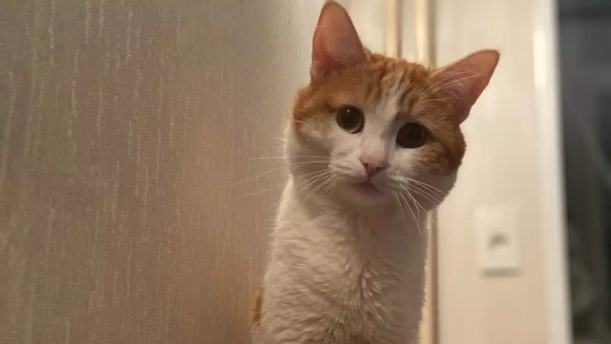 Высаживать животных из поезда запретят на Ставрополье после гибели кота Твикса