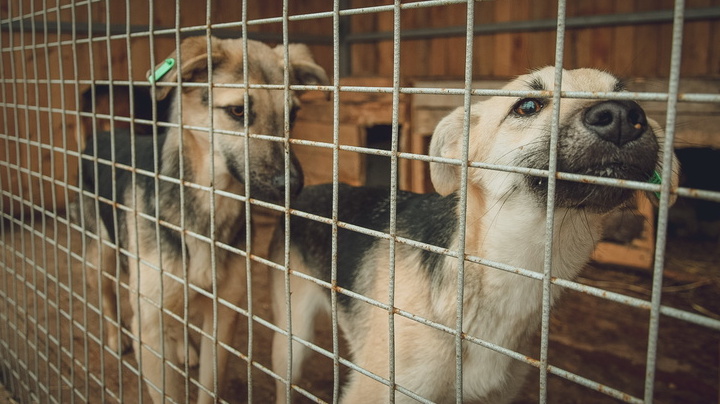 Сколько стоит работа с бездомными собаками, рассказал глава района Ставрополья