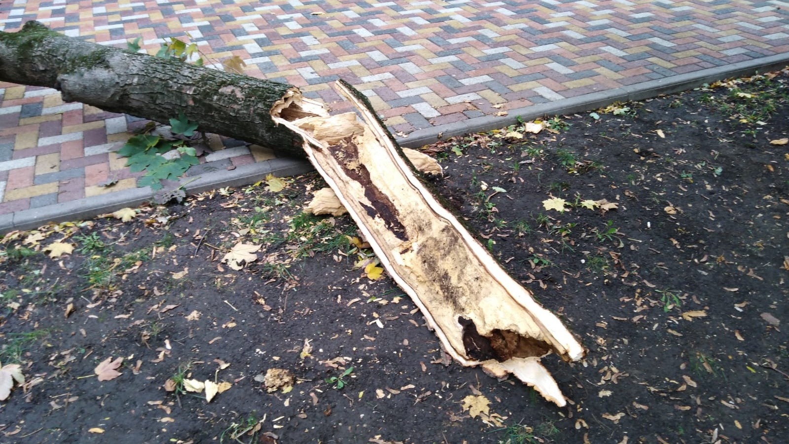 Упавшие деревья и висящие провода — последствия сильного ветра в Ставрополе