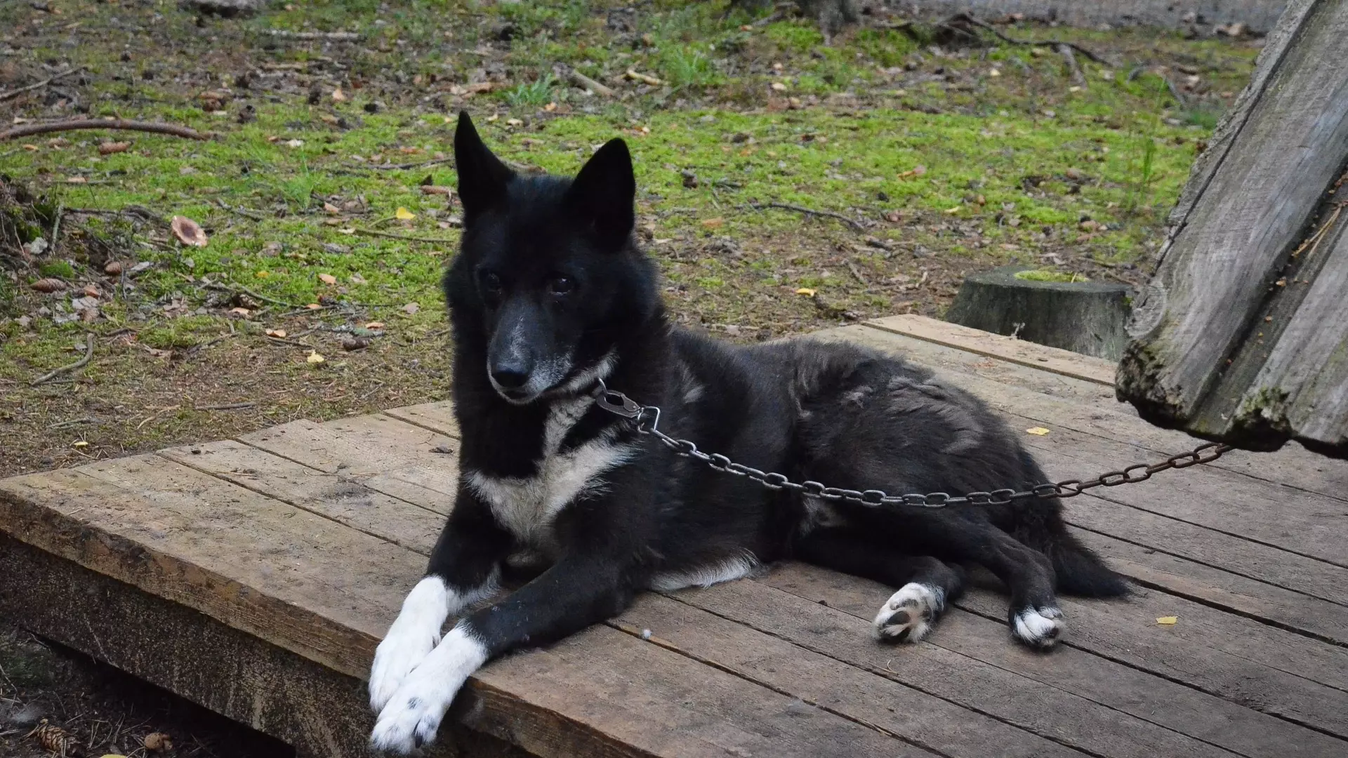 «Это преступление»: жители Ставрополья потребовали наказать виновных в убийстве собак
