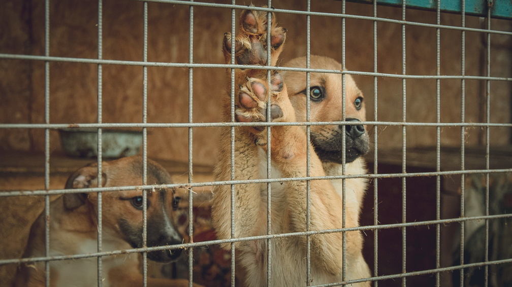Жители Ставрополья обвиняют приюты для животных в мошенничестве