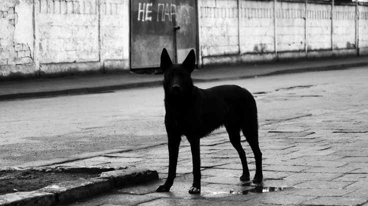 Полицейские застрелили напавшую на жителя Черкесска бешеную собаку