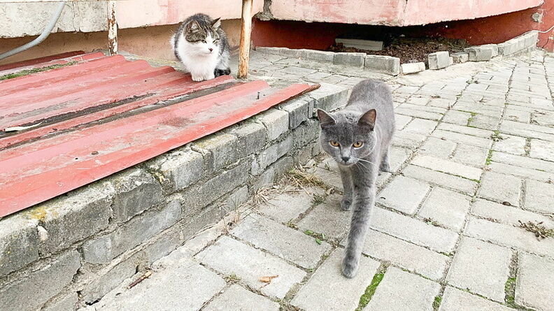 Информацию о замурованных кошках в ставропольской школе назвали фейком