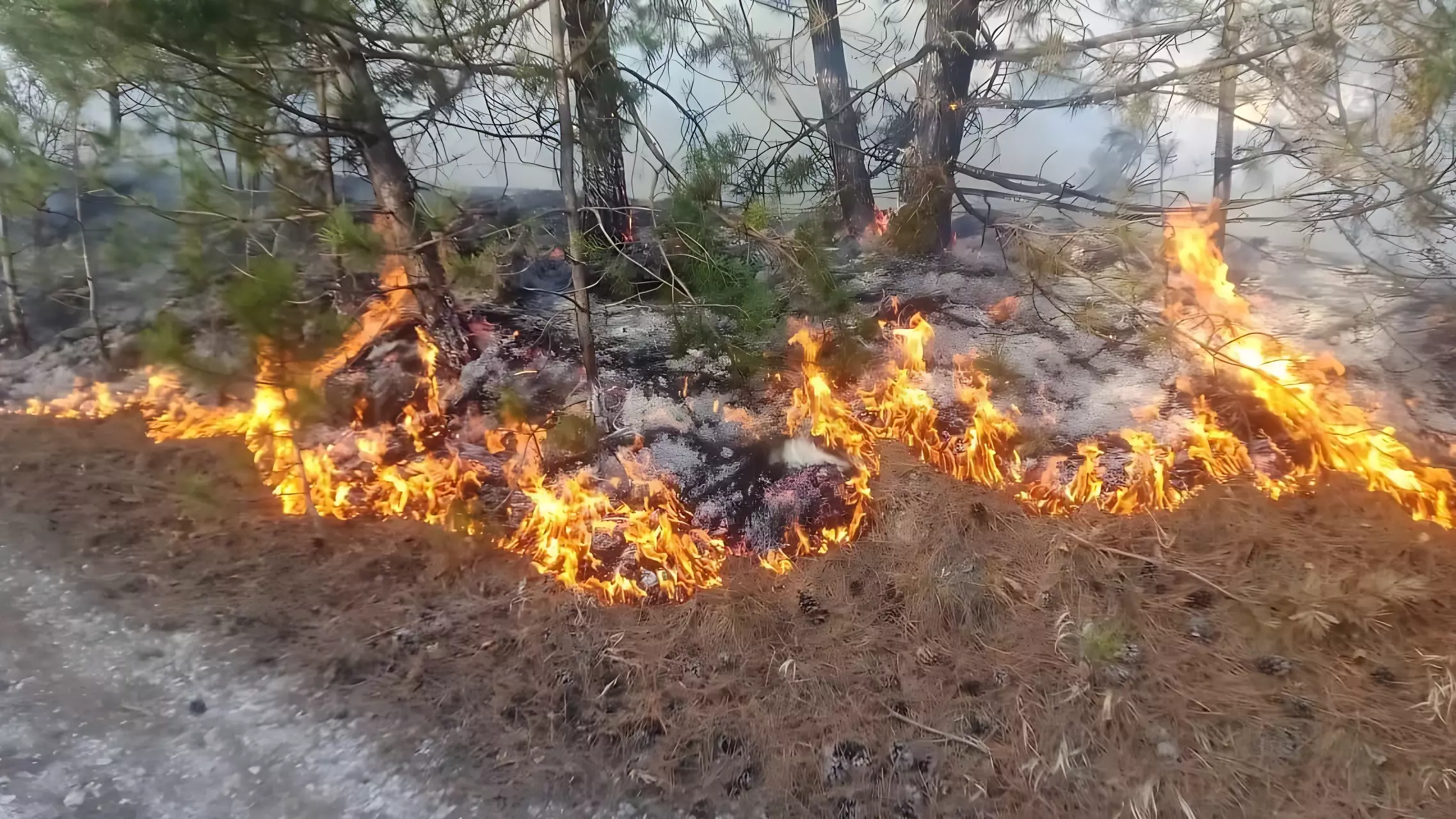 Дети подожгли лес в Кисловодске
