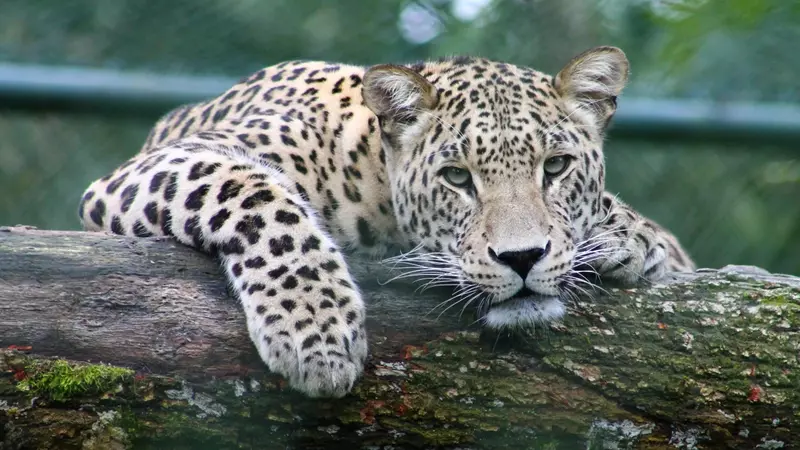 Можно ли держать хищника дома: на Ставрополье проверят хозяина сбежавшего леопарда