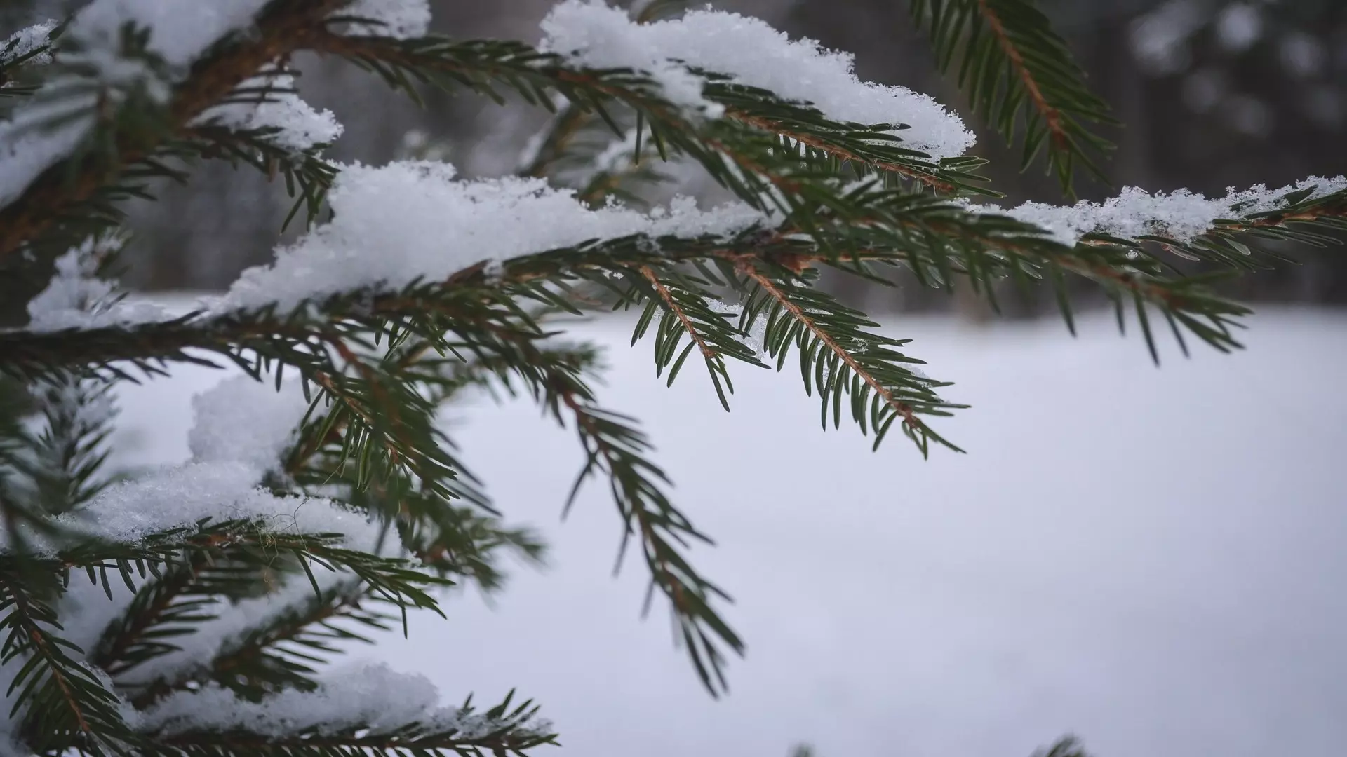 Снег прогнозируют в Ставрополе на старый Новый год